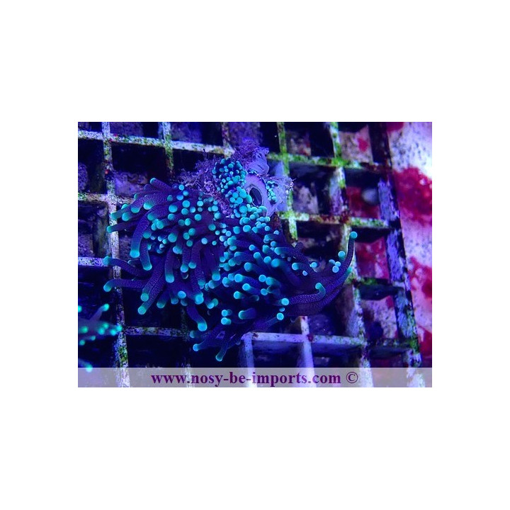 Euphyllia glabrescens WYSIWYG 18022022-26