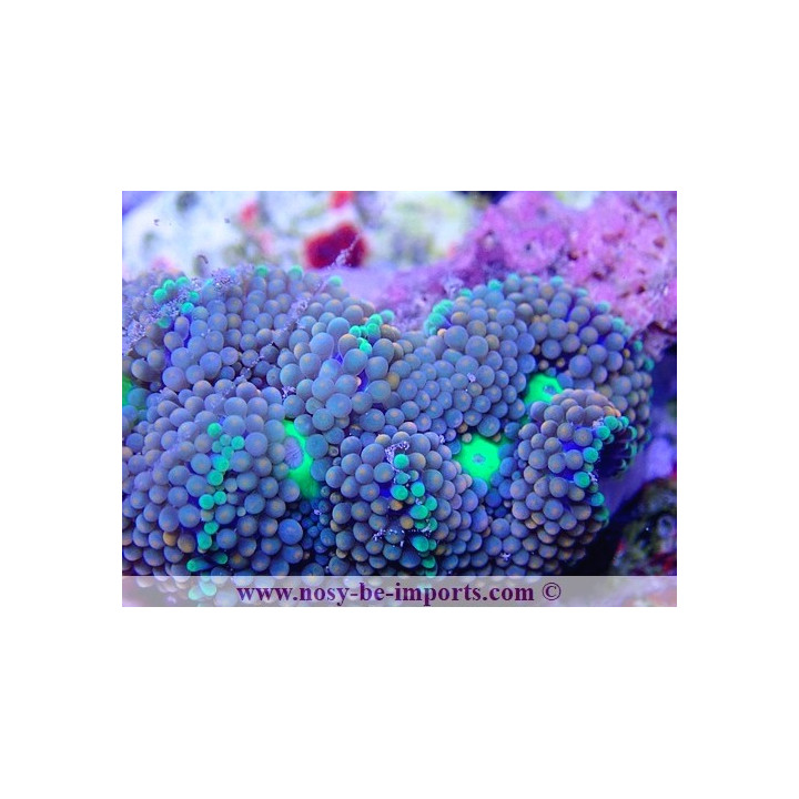 Ricordea florida WYSIWYG 18022022-27