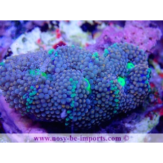 Ricordea florida WYSIWYG 18022022-27