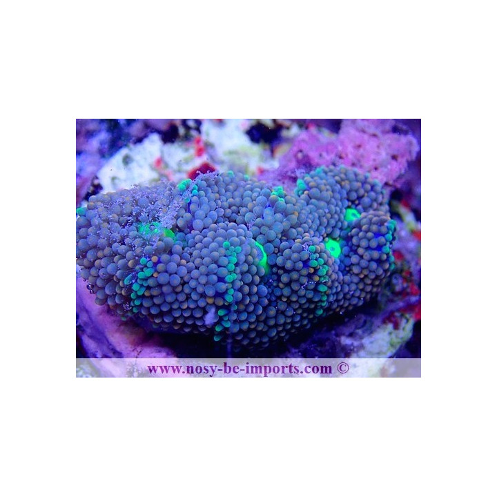 Ricordea florida WYSIWYG 18022022-27