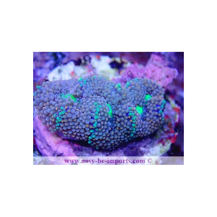 Ricordea florida WYSIWYG 18022022-27