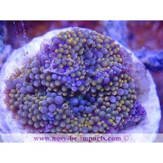 Ricordea florida WYSIWYG 18022022-28