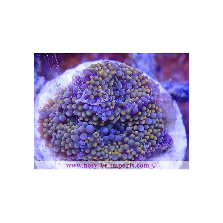 Ricordea florida WYSIWYG 18022022-28