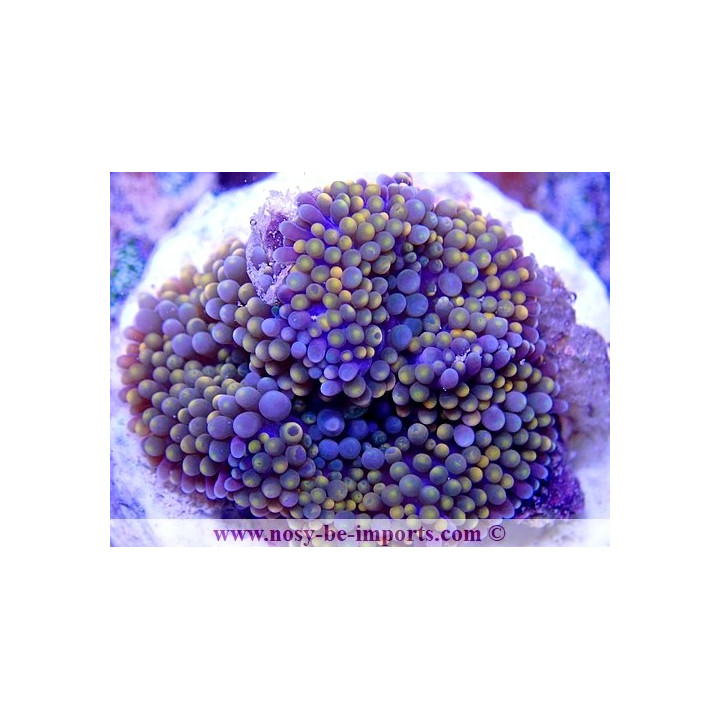 Ricordea florida WYSIWYG 18022022-28