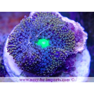 Ricordea florida WYSIWYG 18022022-29