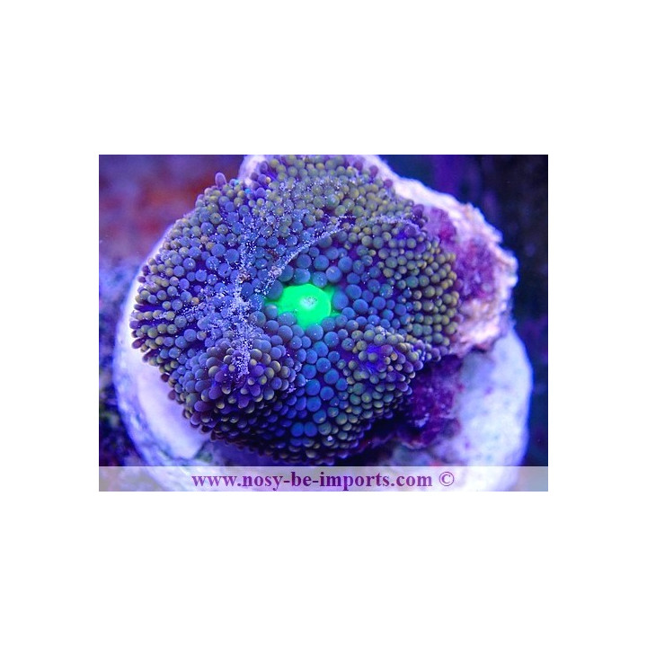 Ricordea florida WYSIWYG 18022022-29