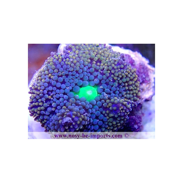 Ricordea florida WYSIWYG 18022022-29