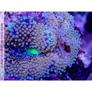 Ricordea florida WYSIWYG 18022022-30