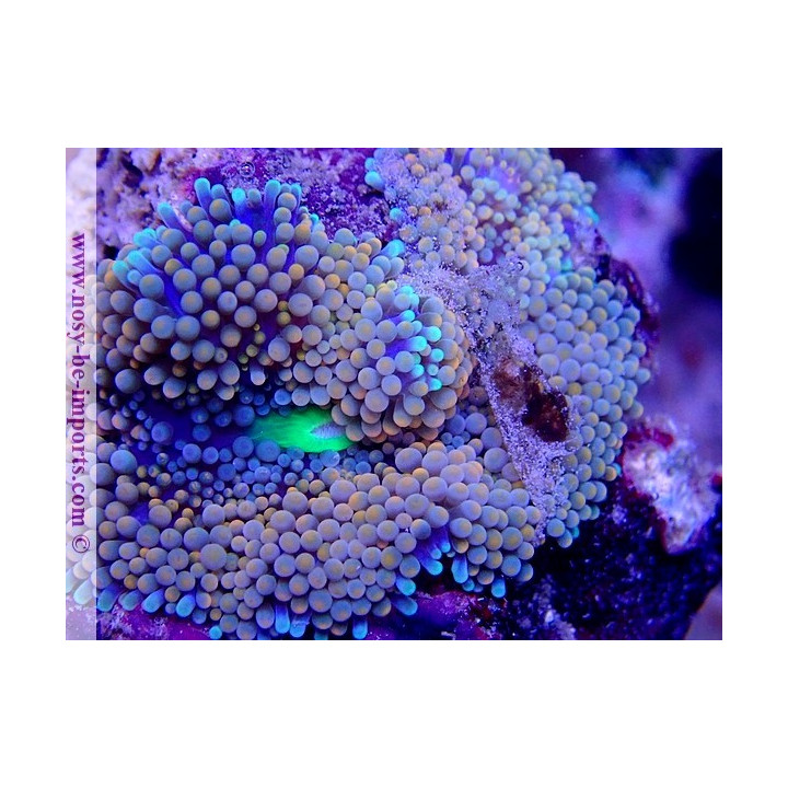 Ricordea florida WYSIWYG 18022022-30