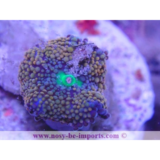 Ricordea florida WYSIWYG 18022022-31