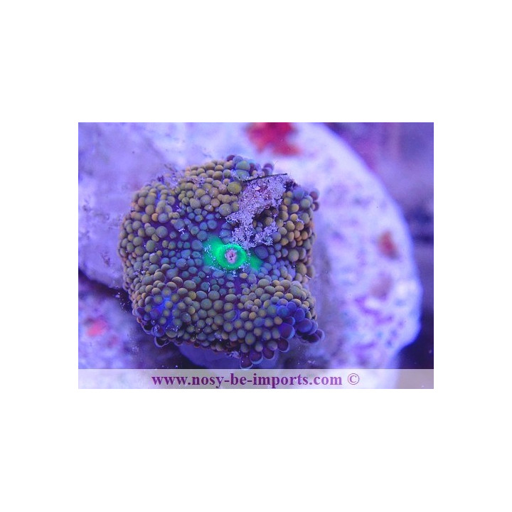 Ricordea florida WYSIWYG 18022022-31