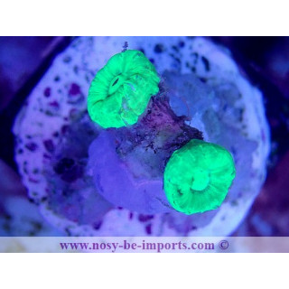 Caulastrea sp. WYSIWYG 18022022-32