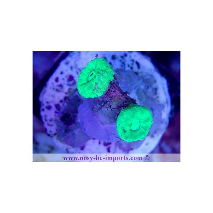 Caulastrea sp. WYSIWYG 18022022-32
