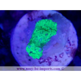 Caulastrea sp. WYSIWYG 18022022-33