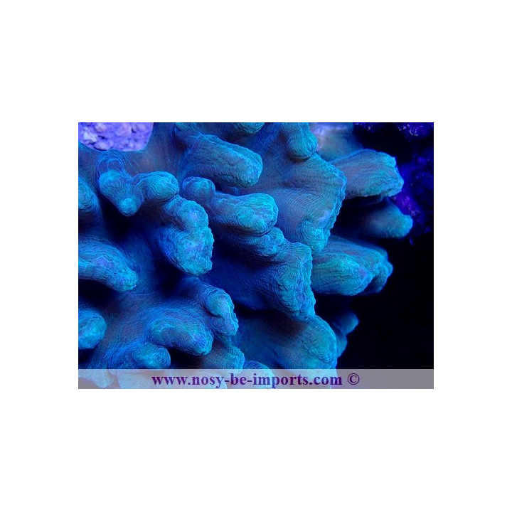 Pectinia latuca WYSIWYG 18022022-34