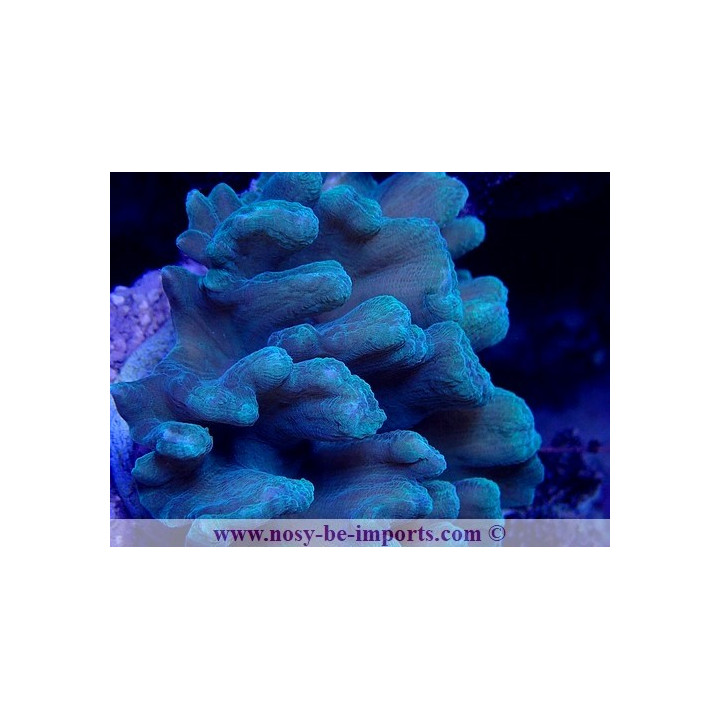Pectinia latuca WYSIWYG 18022022-34