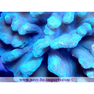 Pectinia latuca WYSIWYG 18022022-34