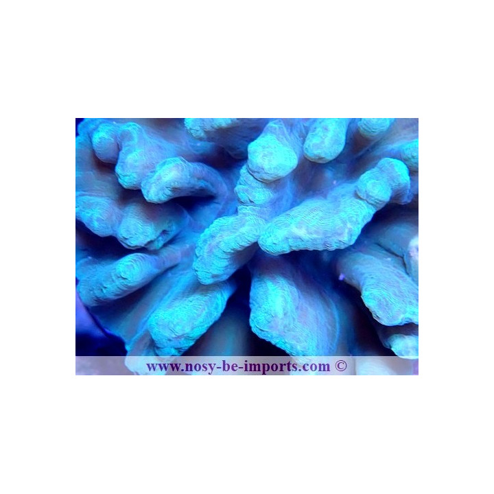Pectinia latuca WYSIWYG 18022022-34