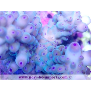 Acropora sp. WYSIWYG 18022022-35