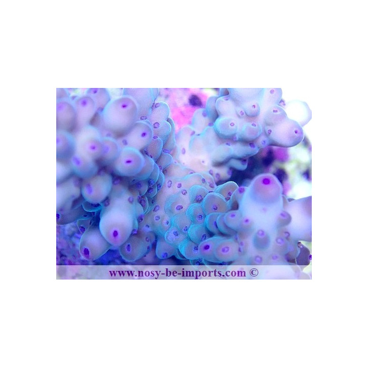 Acropora sp. WYSIWYG 18022022-35