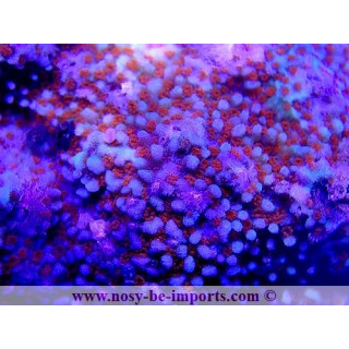 Montipora sp. WYSIWYG 18022022-36