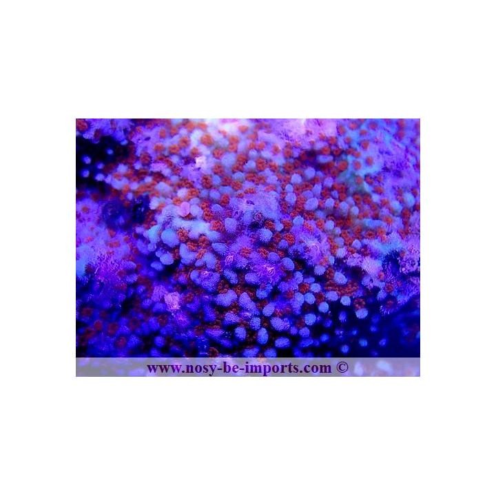 Montipora sp. WYSIWYG 18022022-36
