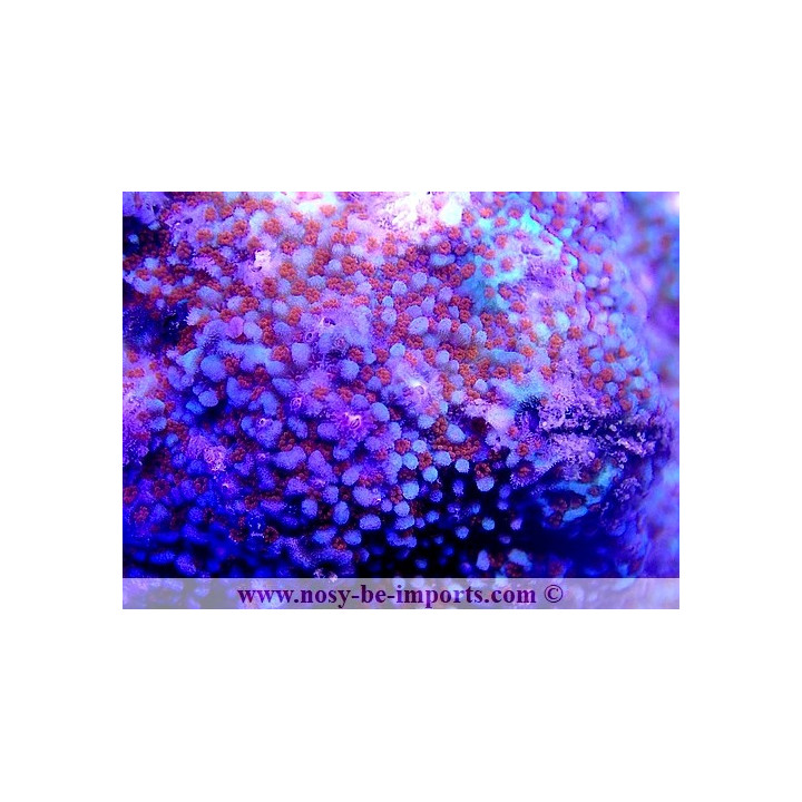 Montipora sp. WYSIWYG 18022022-36