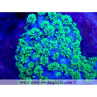 Goniopora sp. WYSIWYG 18022022-37