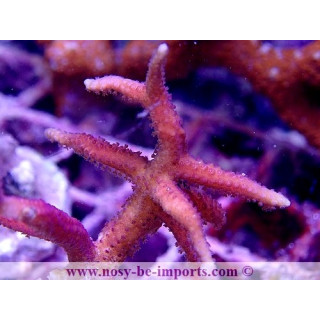 Seriatopora hystrix rose WYSIWYG 18022022-38