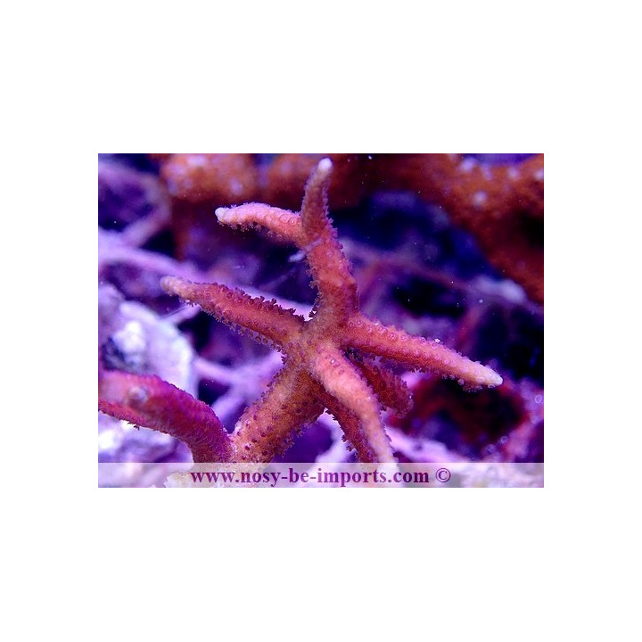 Seriatopora hystrix rose WYSIWYG 18022022-38