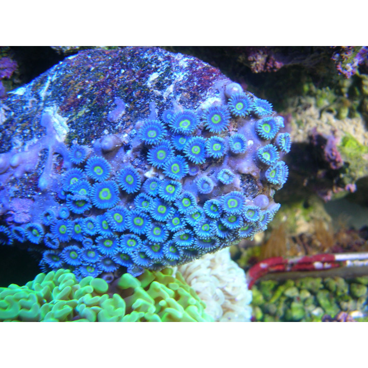 Zoanthus pulchellus