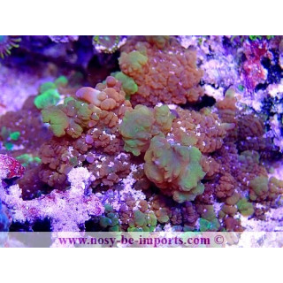 Rhodactis sp. Bounce WYSIWYG 18022022-39
