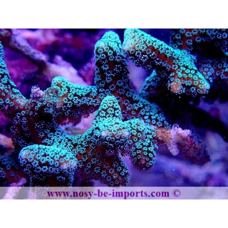 Seriatopora caliendrum WYSIWYG 18022022-40