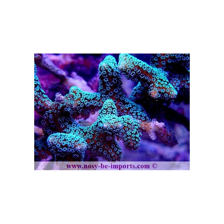 Seriatopora caliendrum WYSIWYG 18022022-40
