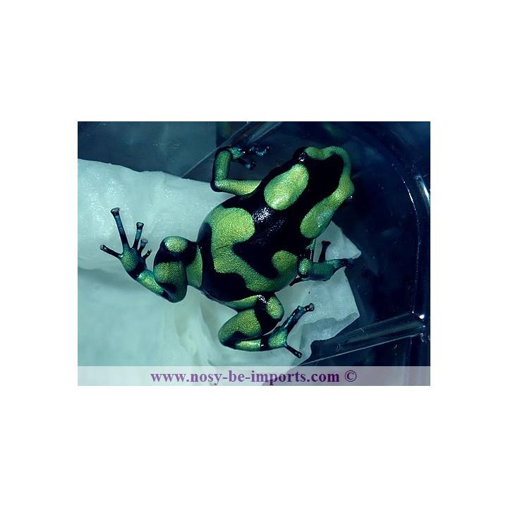 Dendrobates auratus Capurgana