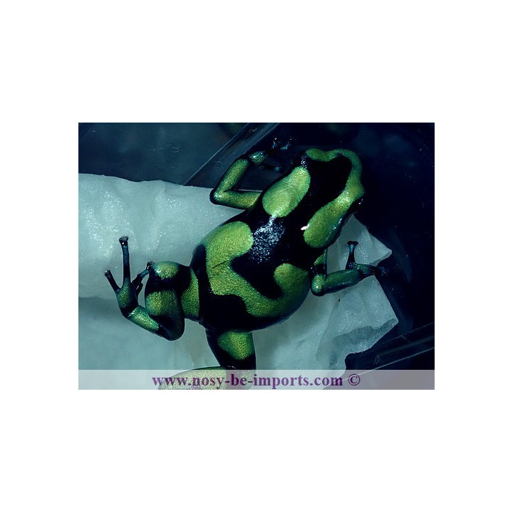 Dendrobates auratus Capurgana