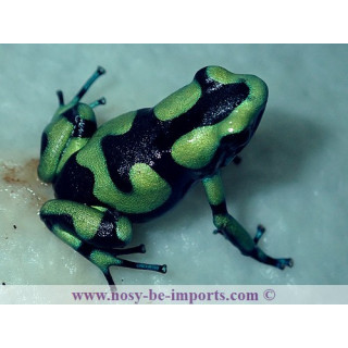 Dendrobates auratus Capurgana