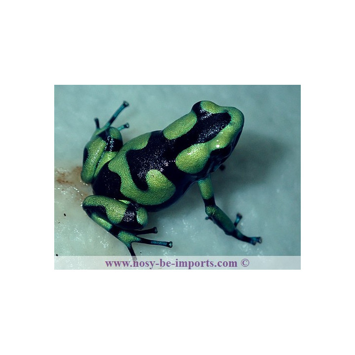 Dendrobates auratus Capurgana