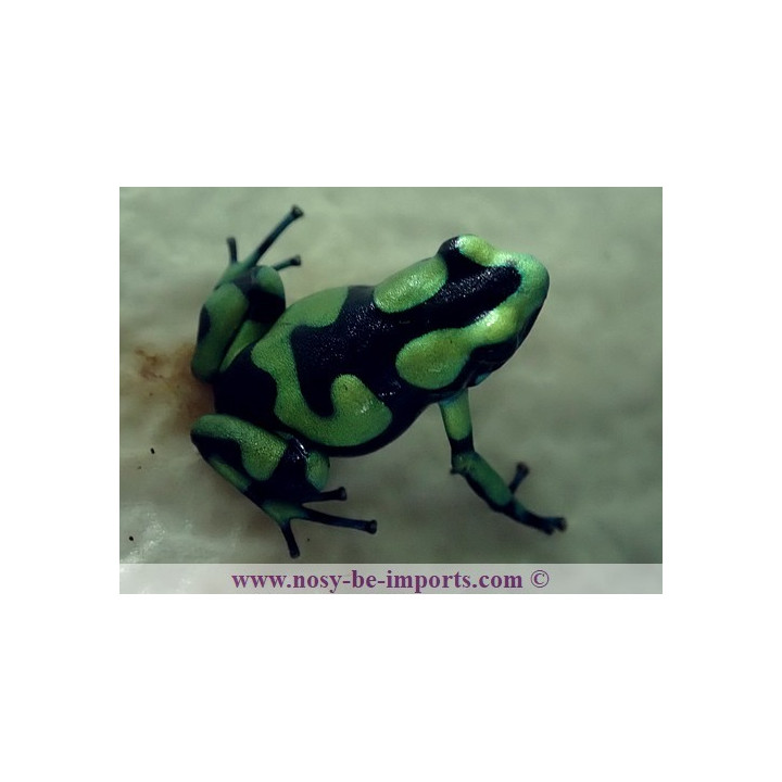 Dendrobates auratus Capurgana