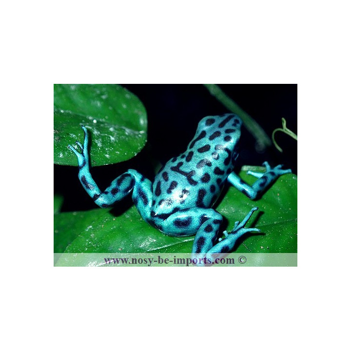 Dendrobates auratus La Coca