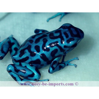 Dendrobates auratus La Coca