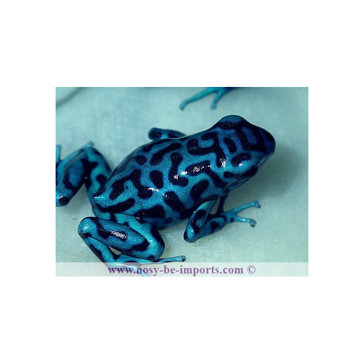 Dendrobates auratus La Coca
