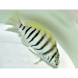 Acanthurus Polyzona