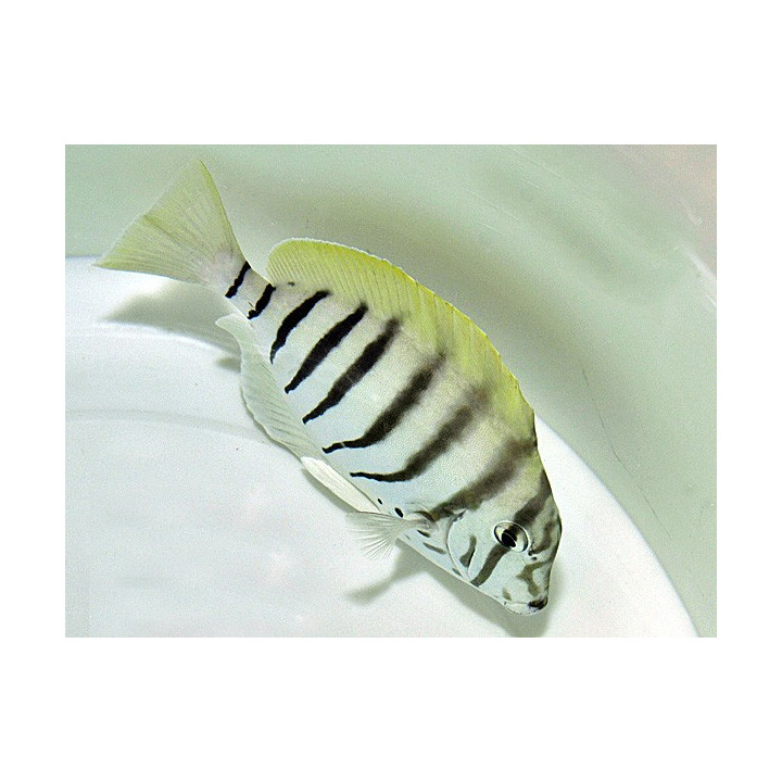 Acanthurus Polyzona