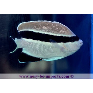 apolemichthys arcuatus