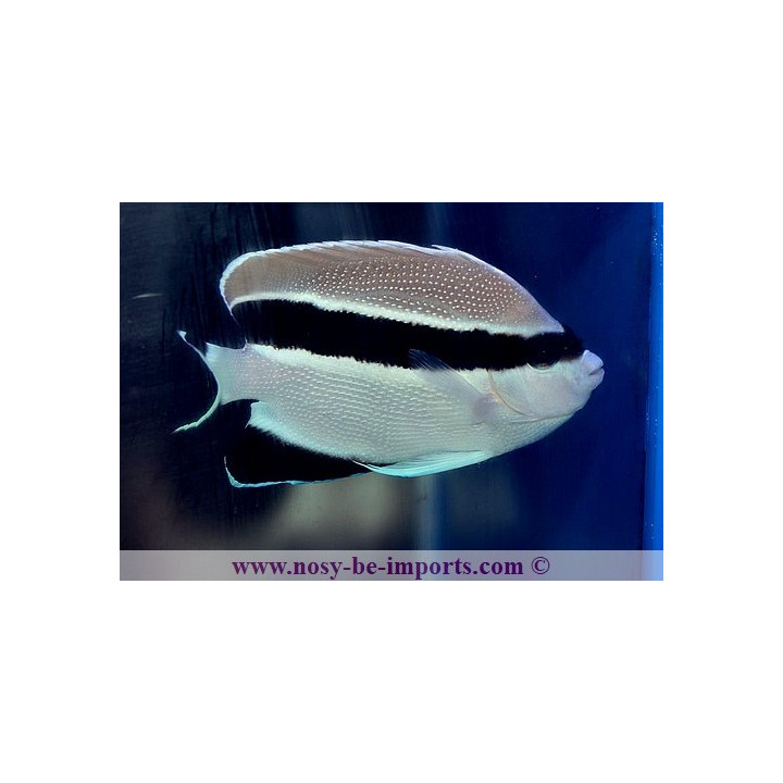 apolemichthys arcuatus
