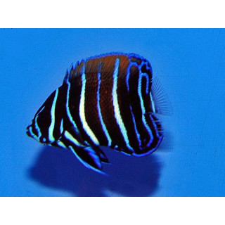 Pomacanthus navarchus ELEVAGE