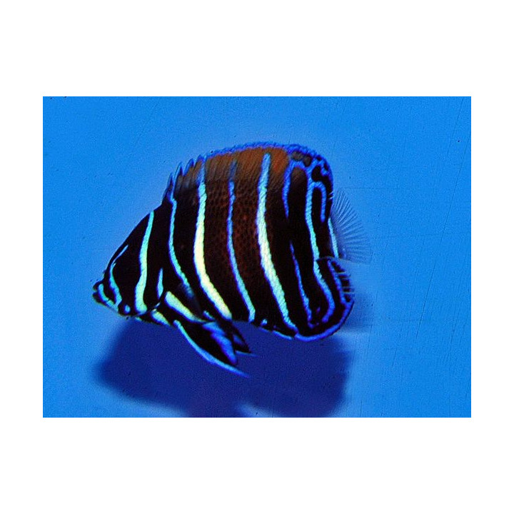 Pomacanthus navarchus ELEVAGE