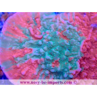 Montipora capricornis grafted WYSIWYG 02042022-1