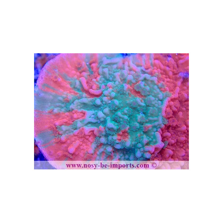 Montipora capricornis grafted WYSIWYG 02042022-1